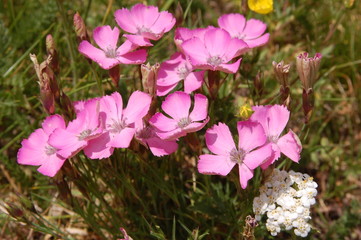 flore alpine