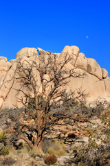 tree and moon at Joshua Tree
