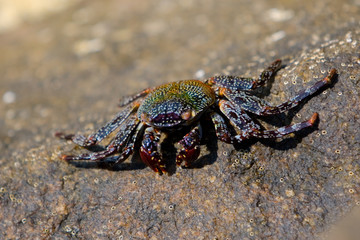 flat crab on rock