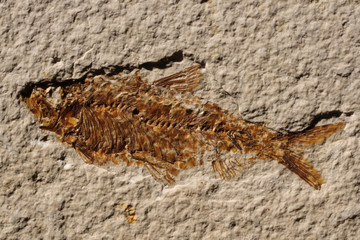 Fototapeta premium Fossilized Fish