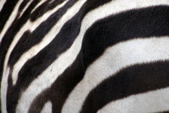 Zebra-Muster
