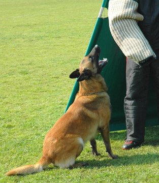 dressage de chien
