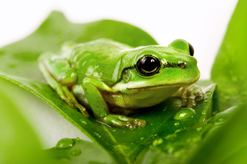 Small green tree frog sitting on the leaves