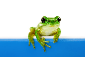 Green frog looking out of cooking pot