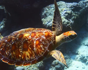 Fotobehang Schildpad zeeschildpad