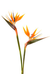 Obraz premium Bird of paradise flower (Strelitzia reginae) isolated on white b