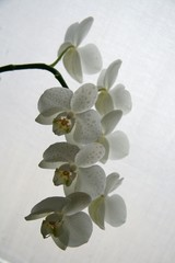 orchidea © Morenovel