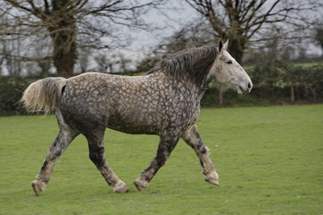 percheron au trot © Dominique VERNIER