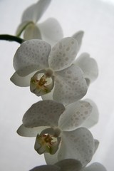 orchidea © Morenovel