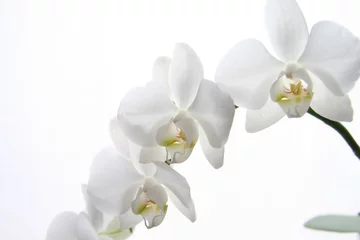 Foto op Canvas orchidea © Morenovel