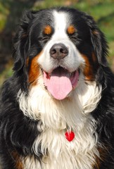 Bernese Mountain Dog Breed Standard