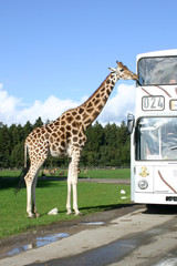 Giraffe am Bus