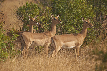 Three Impala Ewes in bushveld
