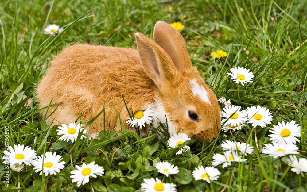 Wall mural Bunny with daisies