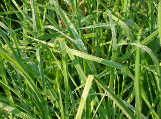 Dewy grass 