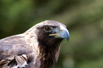 Golden Eagle portrait