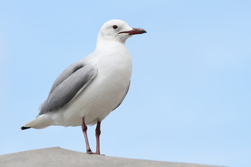 Naklejka premium Close up of a sea gull sitting on a concrete pillar