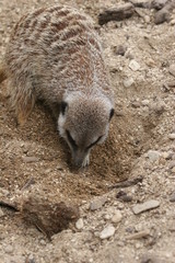 meerkat