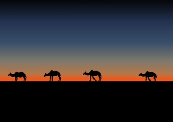 Fototapeta na wymiar camels