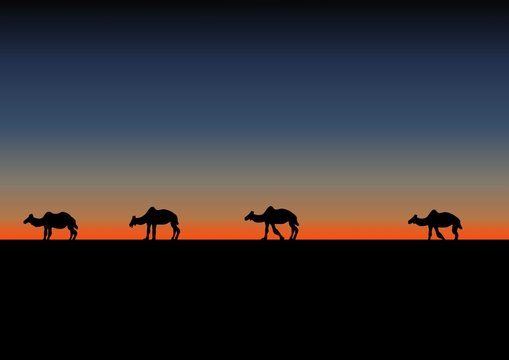 camels
