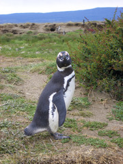 Magellan Pinguin (Spheniscus magellanicus), Seno Otway, Chile
