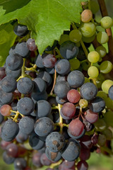 Grape