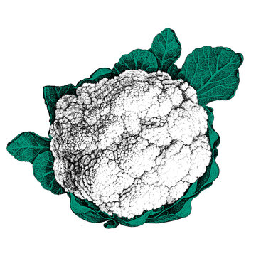 white cauliflower green leaves isolated clip art preview
