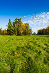 blue sky, trees and green grass