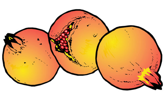 orange pomegranates, cut open, white background clip art preview