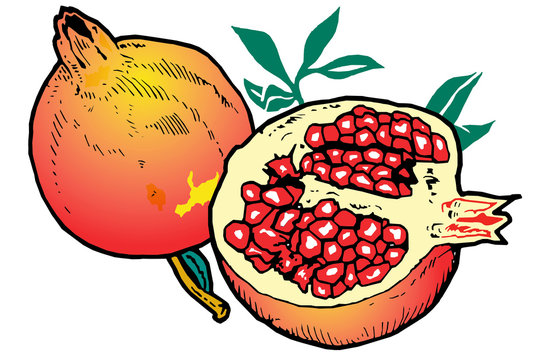 pomegranate fruit, cut open, red seeds, green leaves clip art preview