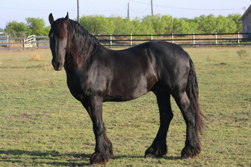 horse 1
