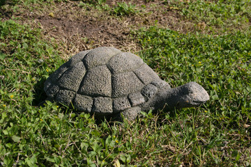 concrete turtle