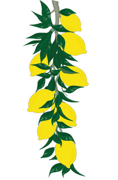 yellow lemons on green leaves clip art preview