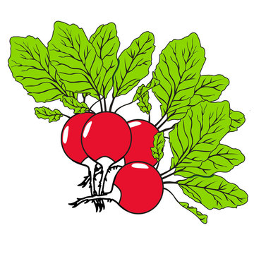 red radishes with green leaves clip art preview