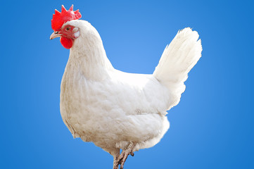 White hen
