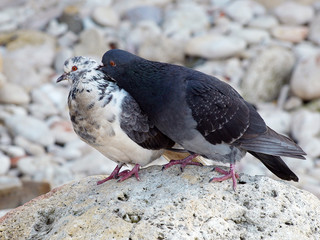 Pigeons