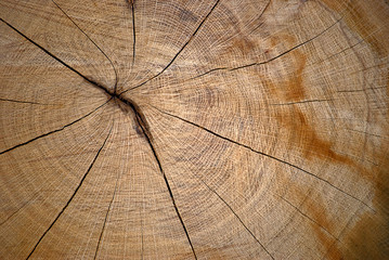 Close up of cross section of tree