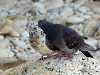 Pigeons