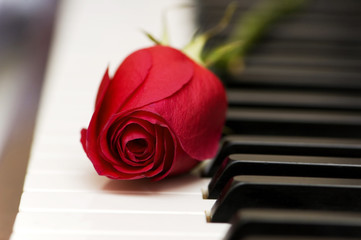 Romantic concept - red rose on piano keys