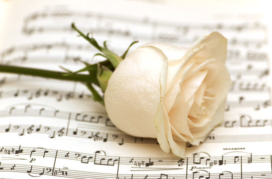 Single white rose on musical notes page
