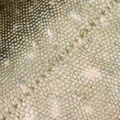 Fish scales texture #1