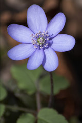 Leberblümchen