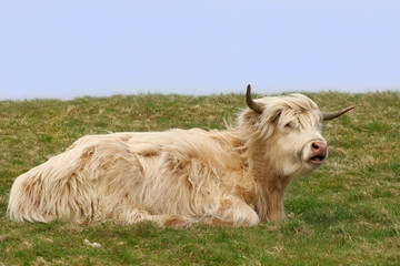 Obraz premium Dexter Highland Cow