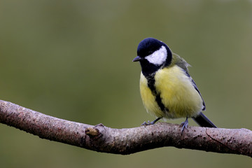 Parus major