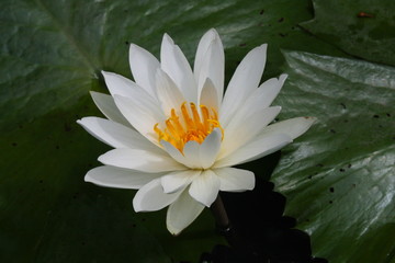 Bali 5338 © Siegfried Schnepf