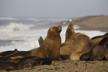 Fototapeta premium seal at the beach