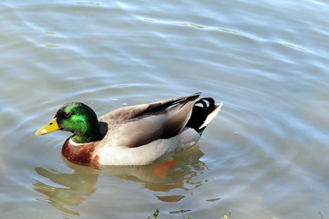 greenhead mallard