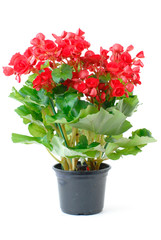Red Begonia
