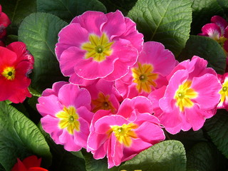 primula