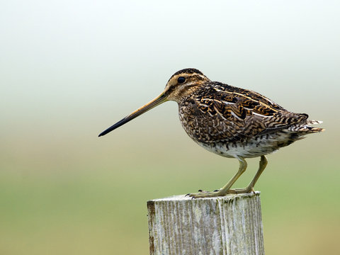 Snipe